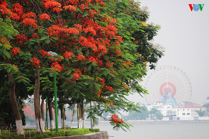 Hanoi aux couleurs de l’été - ảnh 2